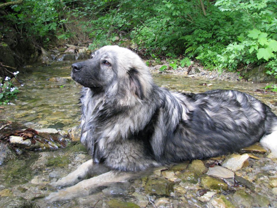 HITA  SREDNJEDRAVSKA 2009  HČI OD Ch. BONI SR - foto povečava