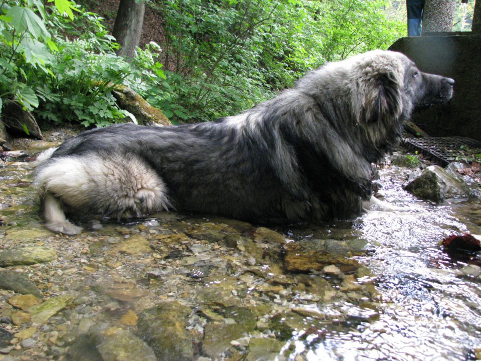 HITA  SREDNJEDRAVSKA 2009  HČI OD Ch. BONI SR - foto povečava