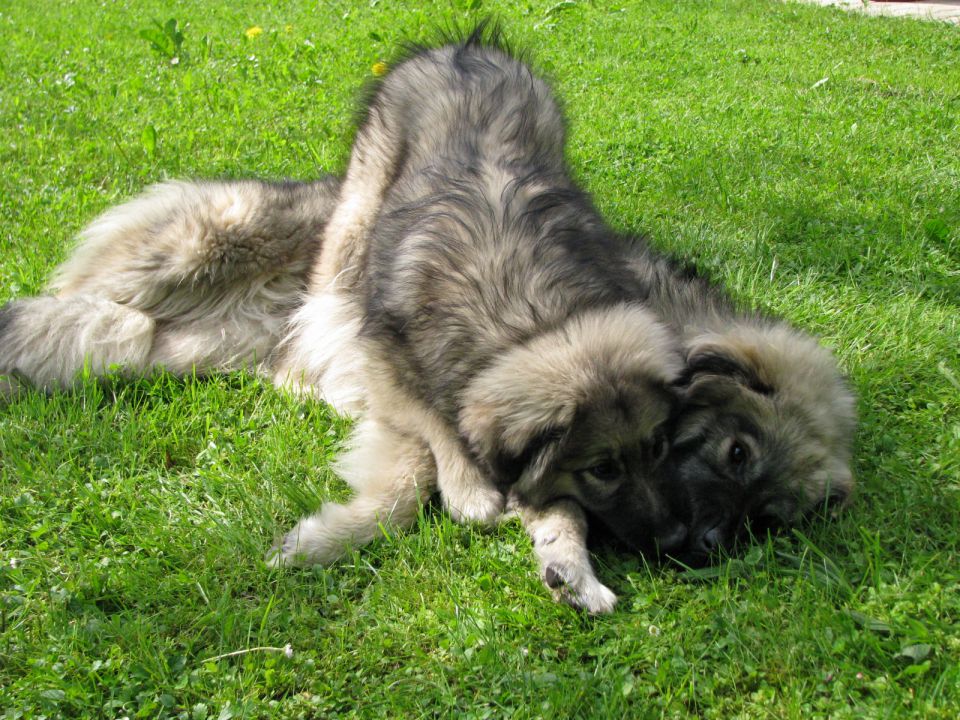 HITA  SREDNJEDRAVSKA 2009  HČI OD Ch. BONI SR - foto povečava
