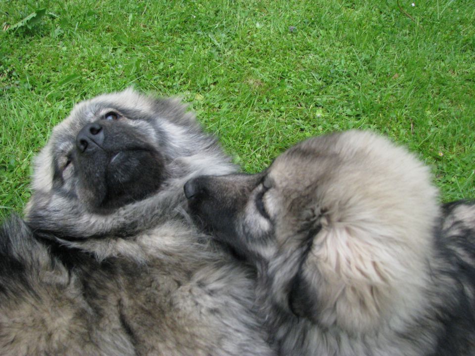 HITA  SREDNJEDRAVSKA 2009  HČI OD Ch. BONI SR - foto povečava