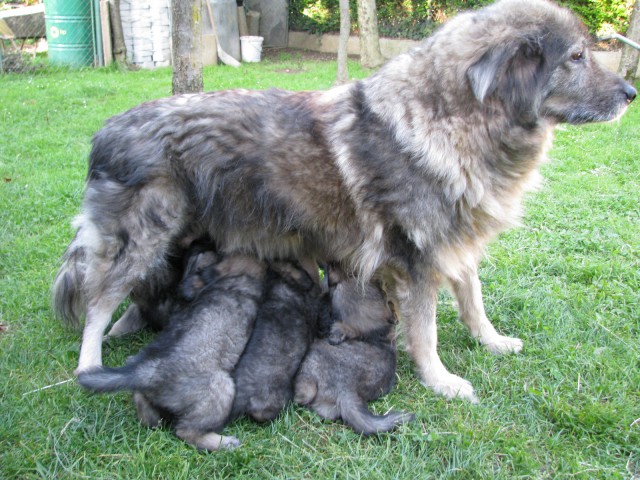 MLADIČI OD CH. BONI SREDNJEDRAVSKE 2009 - foto