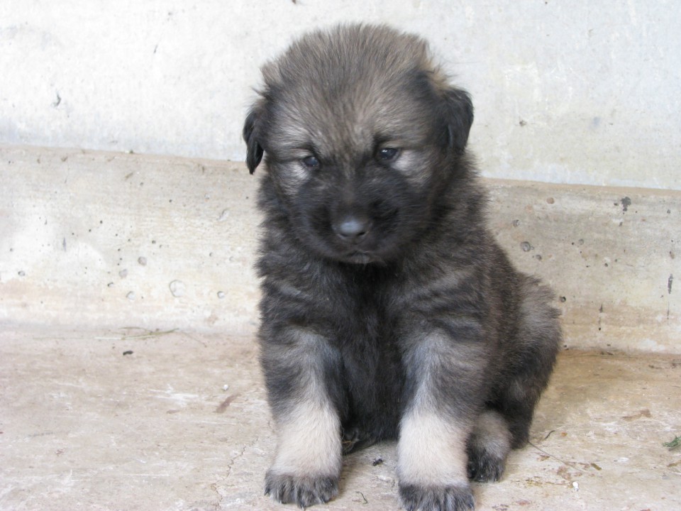 MLADIČI OD CH. BONI SREDNJEDRAVSKE 2009 - foto povečava