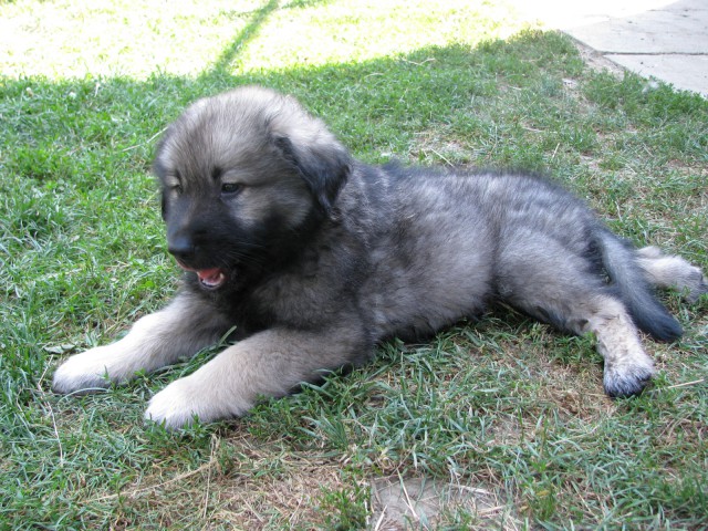 MLADIČI OD CH. BONI SREDNJEDRAVSKE 2009 - foto