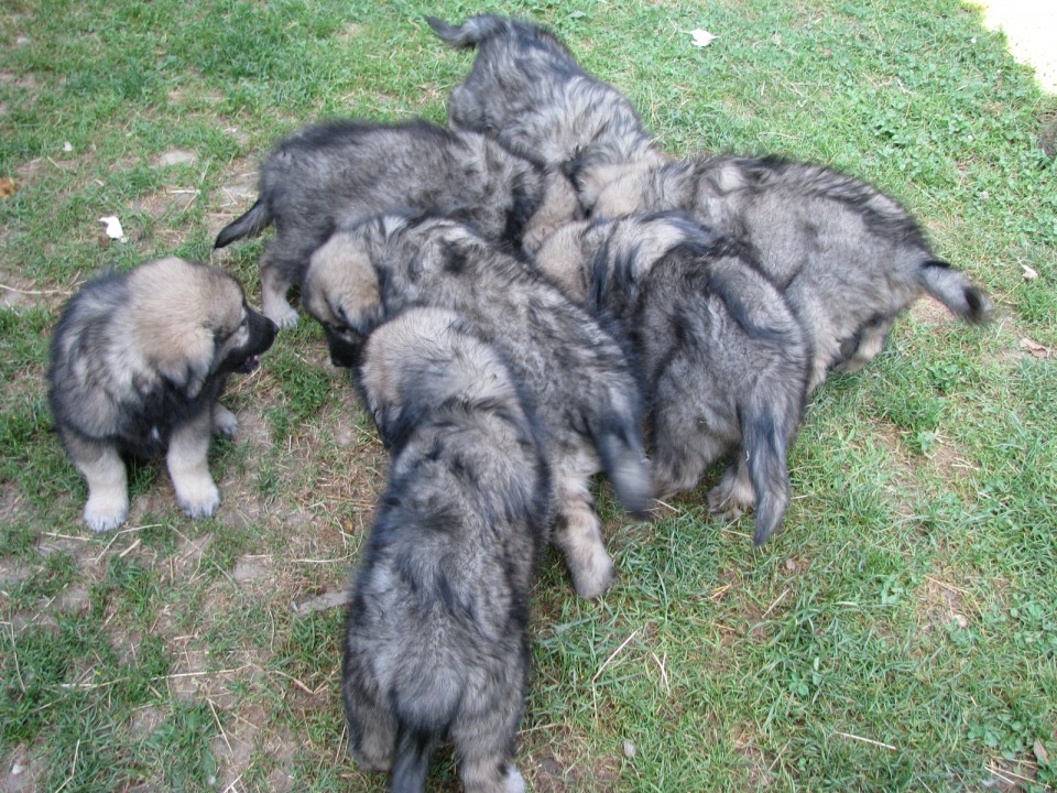MLADIČI OD CH. BONI SREDNJEDRAVSKE 2009 - foto povečava